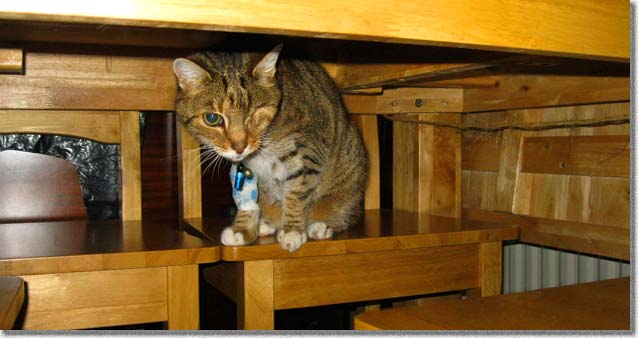 食卓の下の猫